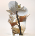 Salt Water Vanilla - Body Oil