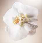 Salt Water Vanilla - Body Scrub